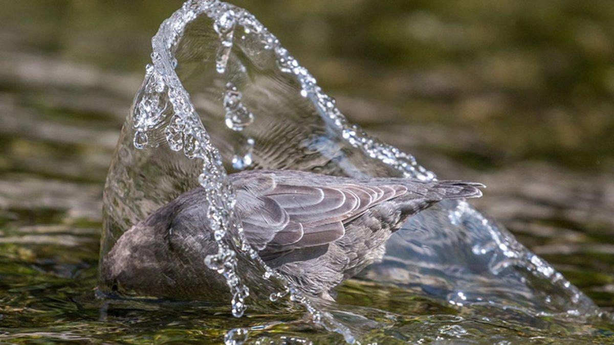 Muazzam Adaptasyon Yetenekleri Sayesinde Kavurucu Sıcaklarda Bile Hayatta Kalmayı Başaran 10 Hayvan