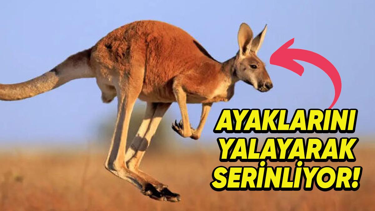 Muazzam Adaptasyon Yetenekleri Sayesinde Kavurucu Sıcaklarda Bile Hayatta Kalmayı Başaran 10 Hayvan