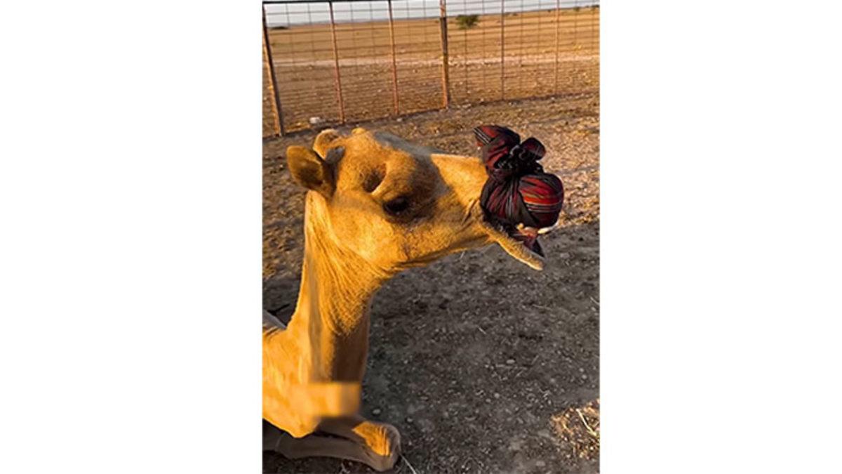 Bazı Develerin Ağızları Neden Bu Şekilde Bağlanarak Kapatılıyor? Cevabı Hiç de Tahmin Ettiğiniz Gibi Değil!