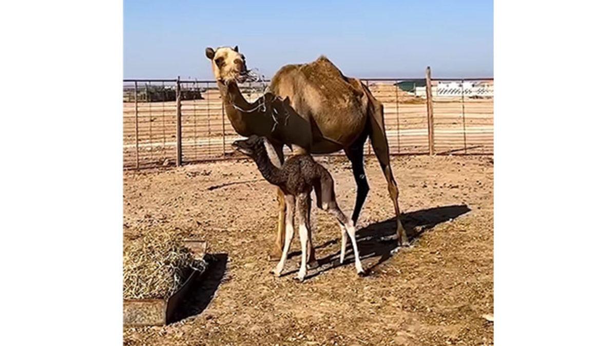 Bazı Develerin Ağızları Neden Bu Şekilde Bağlanarak Kapatılıyor? Cevabı Hiç de Tahmin Ettiğiniz Gibi Değil!