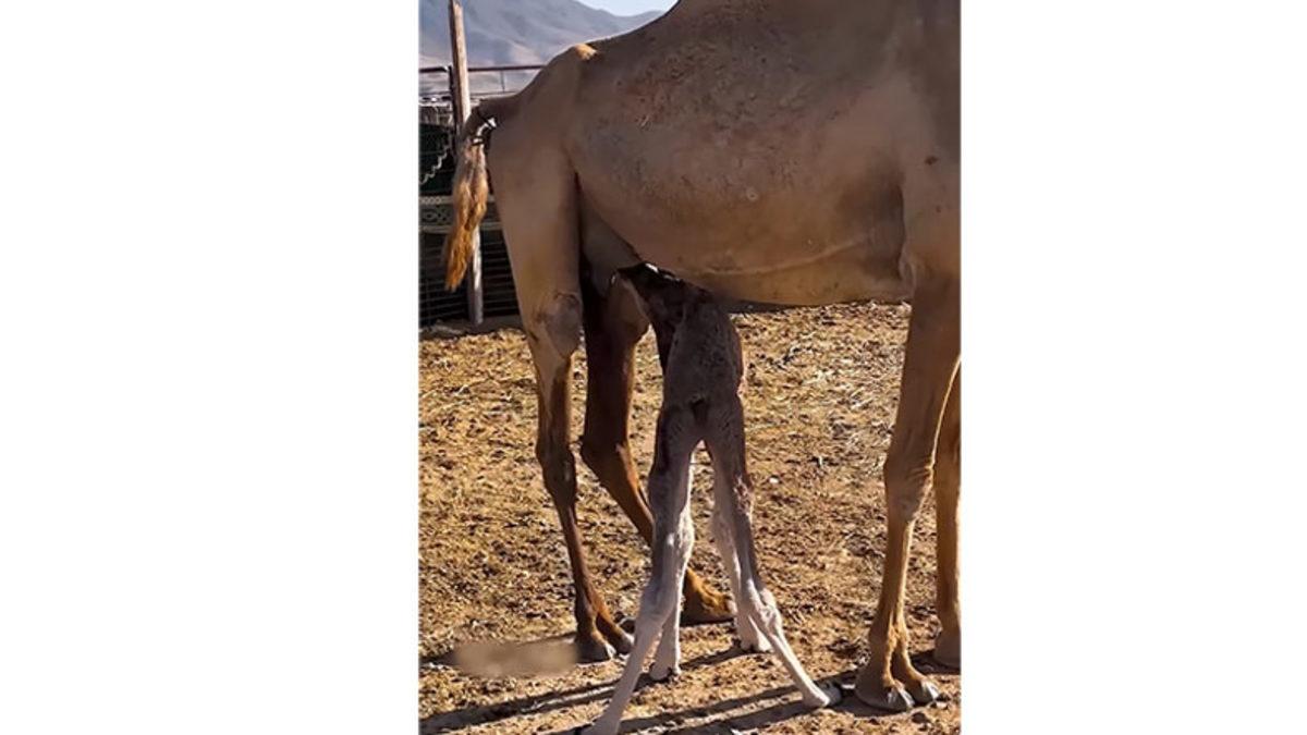 Bazı Develerin Ağızları Neden Bu Şekilde Bağlanarak Kapatılıyor? Cevabı Hiç de Tahmin Ettiğiniz Gibi Değil!