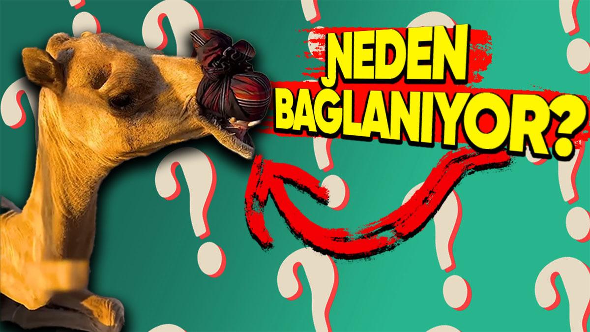 Bazı Develerin Ağızları Neden Bu Şekilde Bağlanarak Kapatılıyor? Cevabı Hiç de Tahmin Ettiğiniz Gibi Değil!
