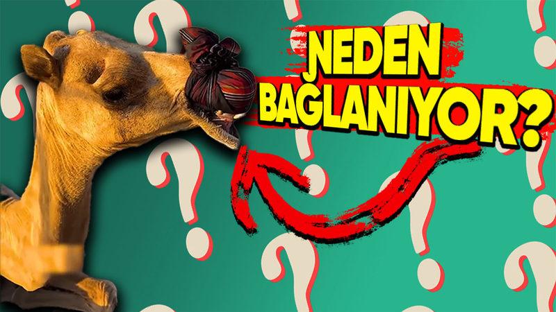 Bazı Develerin Ağızları Neden Bu Şekilde Bağlanarak Kapatılıyor? Cevabı Hiç de Tahmin Ettiğiniz Gibi Değil!