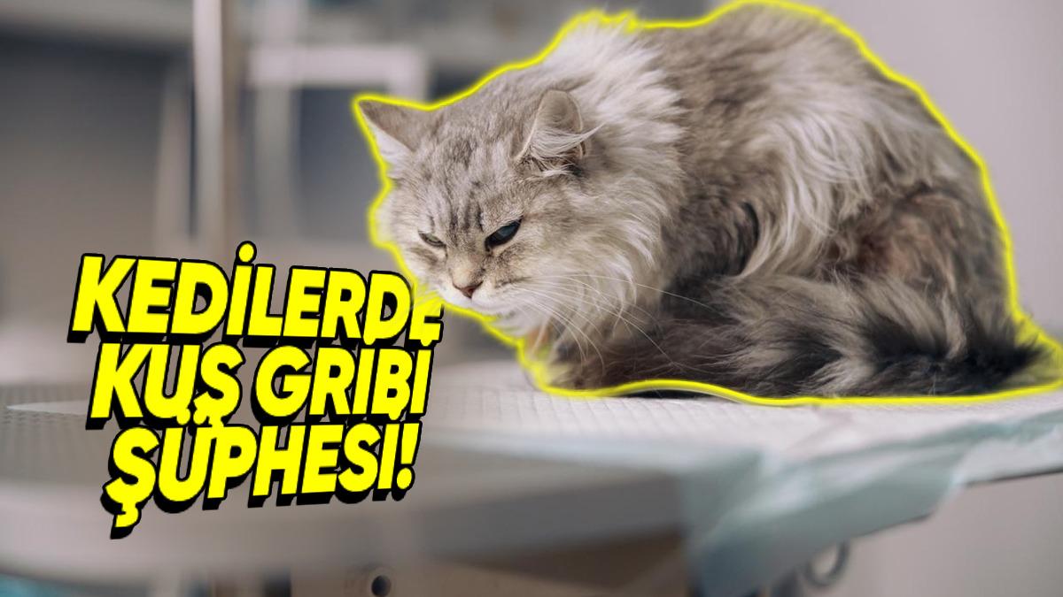 Kedilerden İnsanlara Geçebilecek Yeni Bir Kuş Gribi Mutasyonu Tespit Edildi (Şimdilik Paniğe Gerek Yok Gibi)