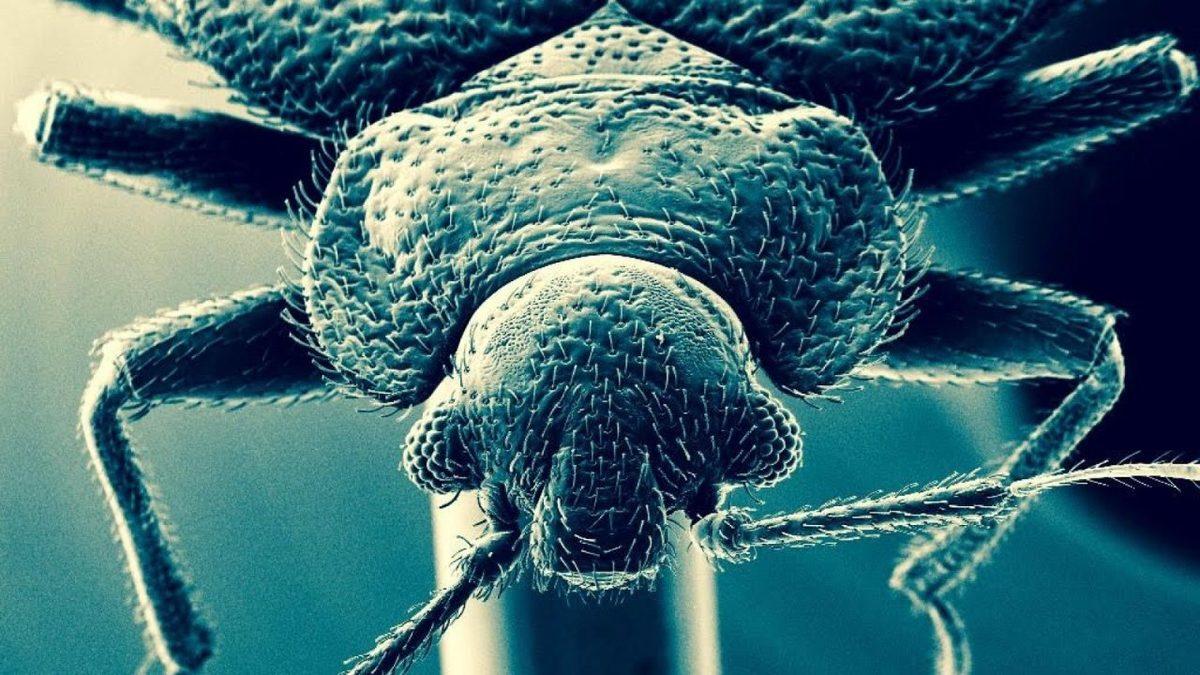 Ne Kimyasal Dolu Bir İlaç Ne de Sert Bir Terlik Darbesi: Tahtakurularından Kurtulmak Neden Neredeyse İmkânsız?