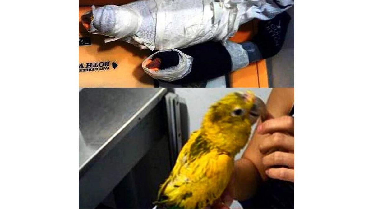 Bacakta Gizlenen Kuştan Gülleye: İşte Havaalanı Güvenliğinde El Konulan Sıra Dışı Nesneler ve Yasa Dışı Taşınan Hayvanlar