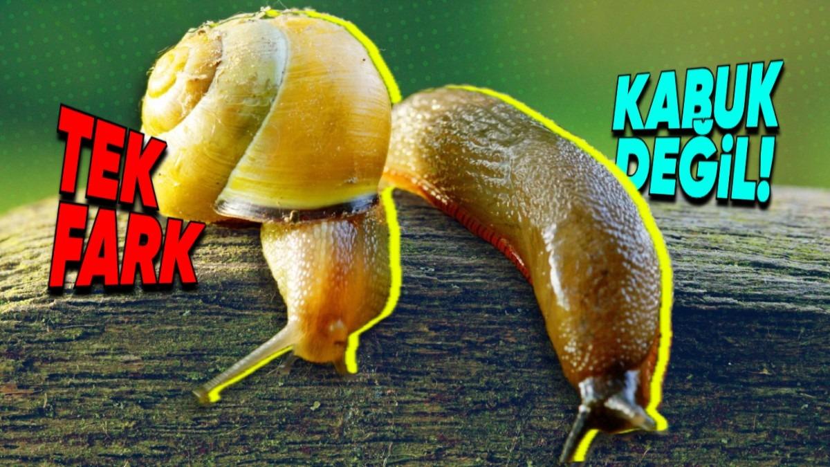 Yanlışlıkla Birbirinin Yerine Kullandığımız ‘Sümüklü Böcek’ ve ‘Salyangoz’ Farkı Ne?