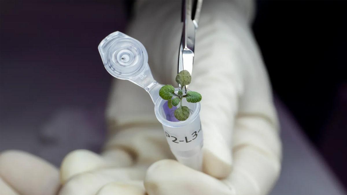 Çorak Ay Toprağında Bitki Yetiştirmek Mümkün mü? İlk Denemeler, Neler Gösteriyor?