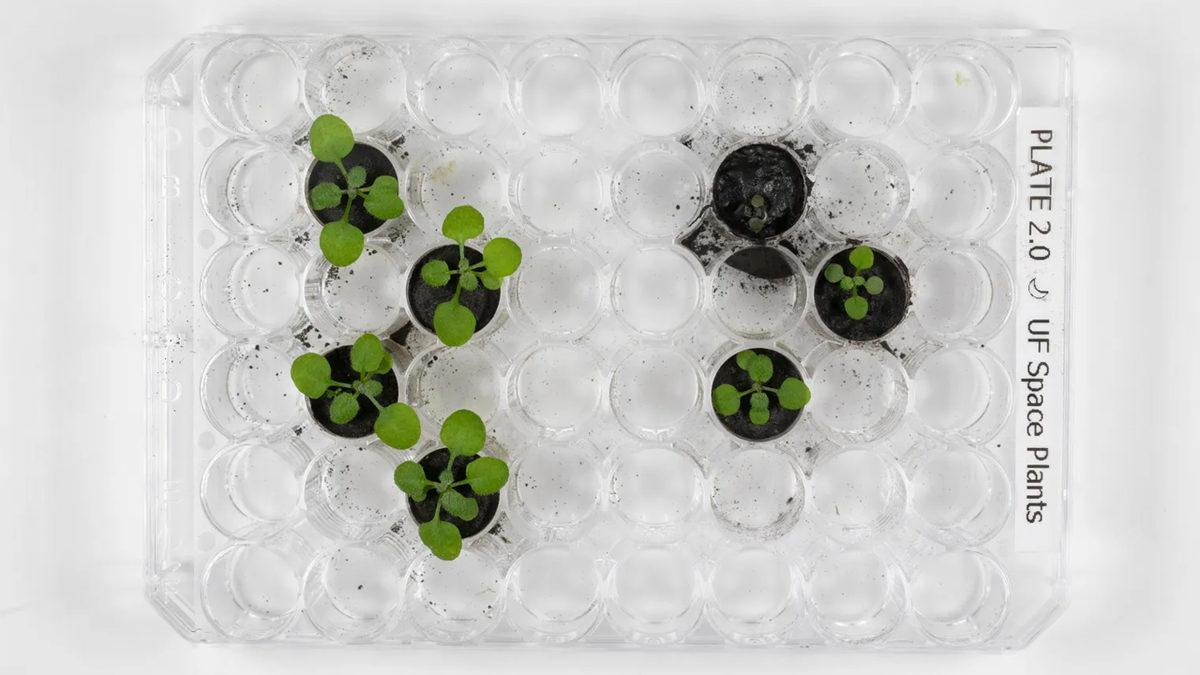 Çorak Ay Toprağında Bitki Yetiştirmek Mümkün mü? İlk Denemeler, Neler Gösteriyor?