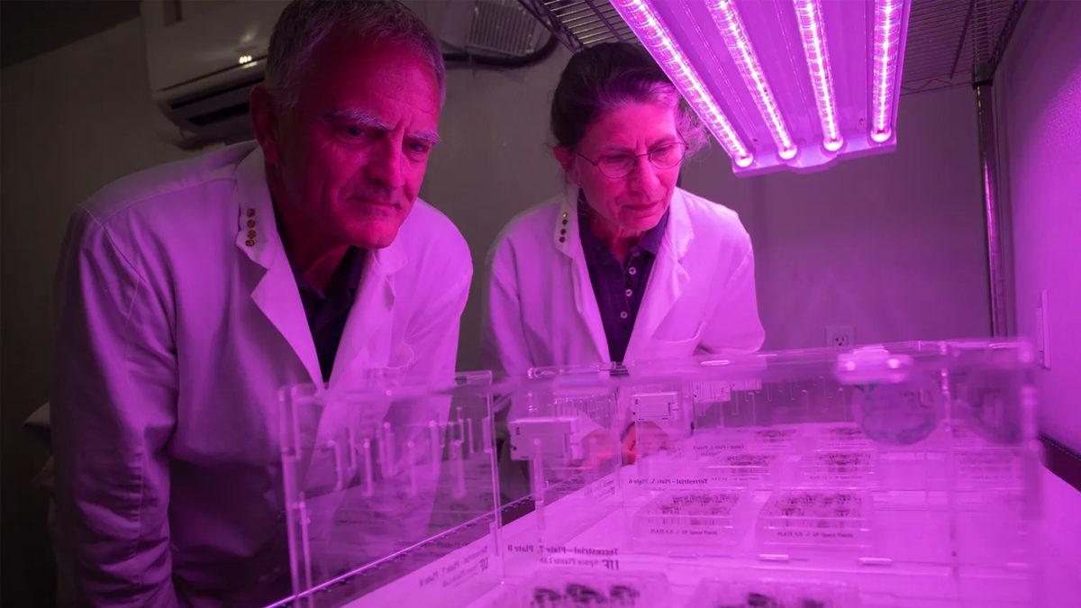 Çorak Ay Toprağında Bitki Yetiştirmek Mümkün mü? İlk Denemeler, Neler Gösteriyor?