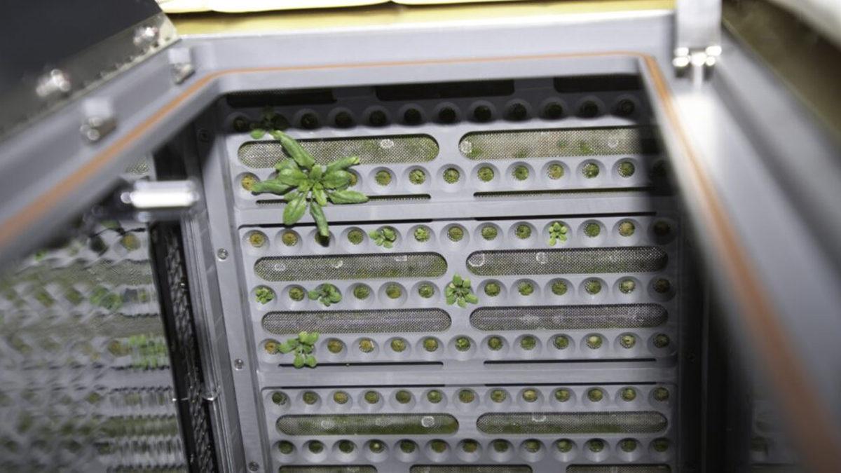 Çorak Ay Toprağında Bitki Yetiştirmek Mümkün mü? İlk Denemeler, Neler Gösteriyor?