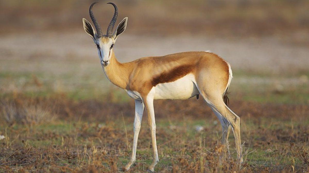 Şimdilerde Yaklaşmaya Tırstığımız Ancak Antik Çağlarda İnsanların Evlerinde Beslediği Hayvanlar: Listede Timsah Bile Var!
