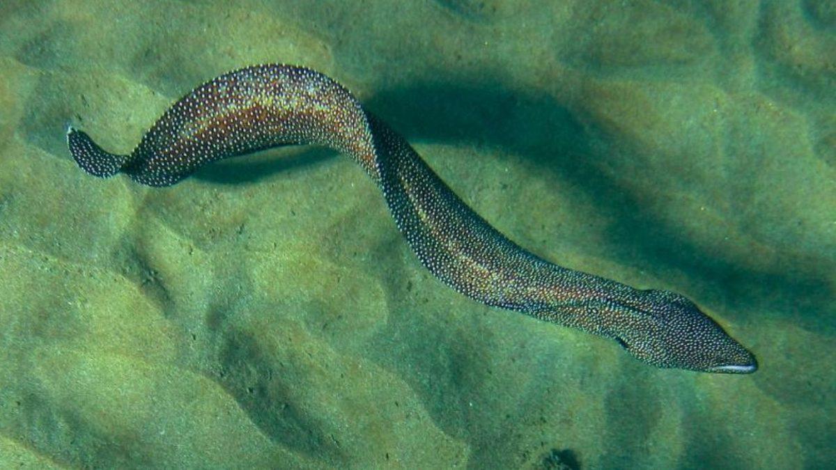 Şimdilerde Yaklaşmaya Tırstığımız Ancak Antik Çağlarda İnsanların Evlerinde Beslediği Hayvanlar: Listede Timsah Bile Var!