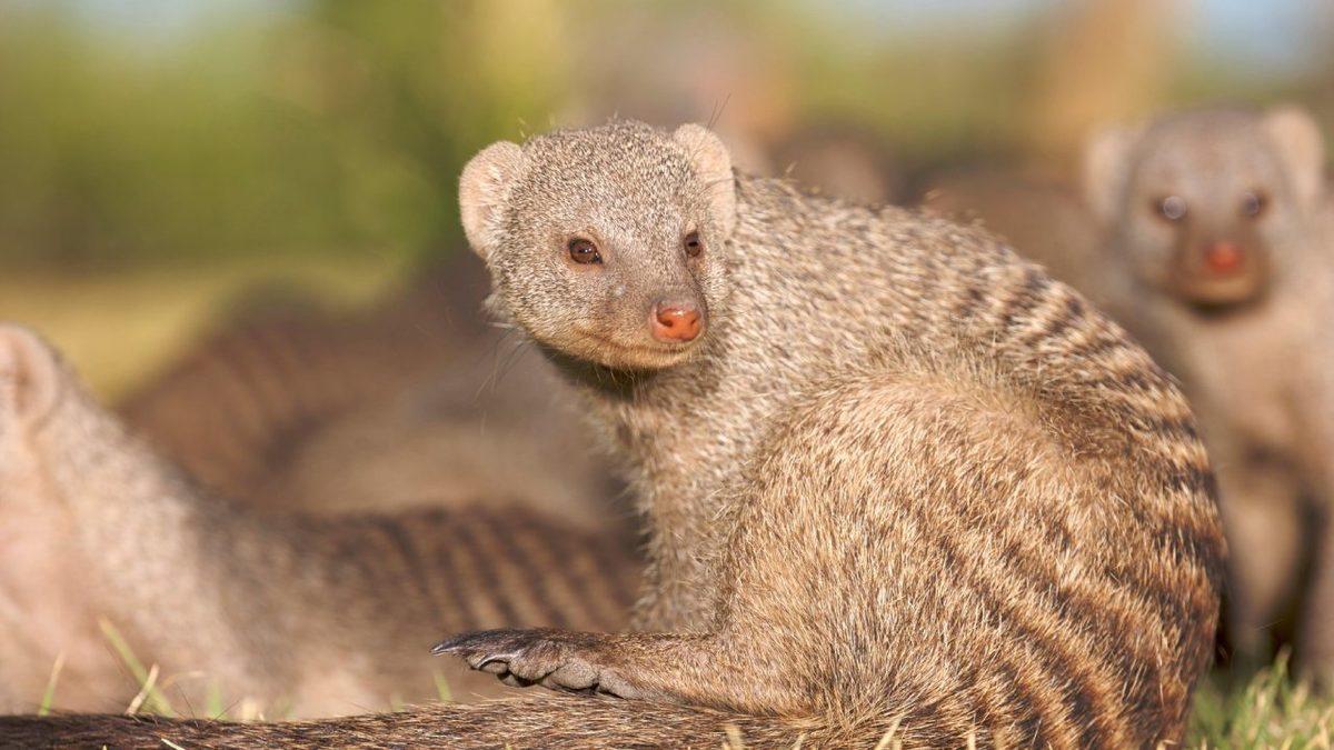 Şimdilerde Yaklaşmaya Tırstığımız Ancak Antik Çağlarda İnsanların Evlerinde Beslediği Hayvanlar: Listede Timsah Bile Var!