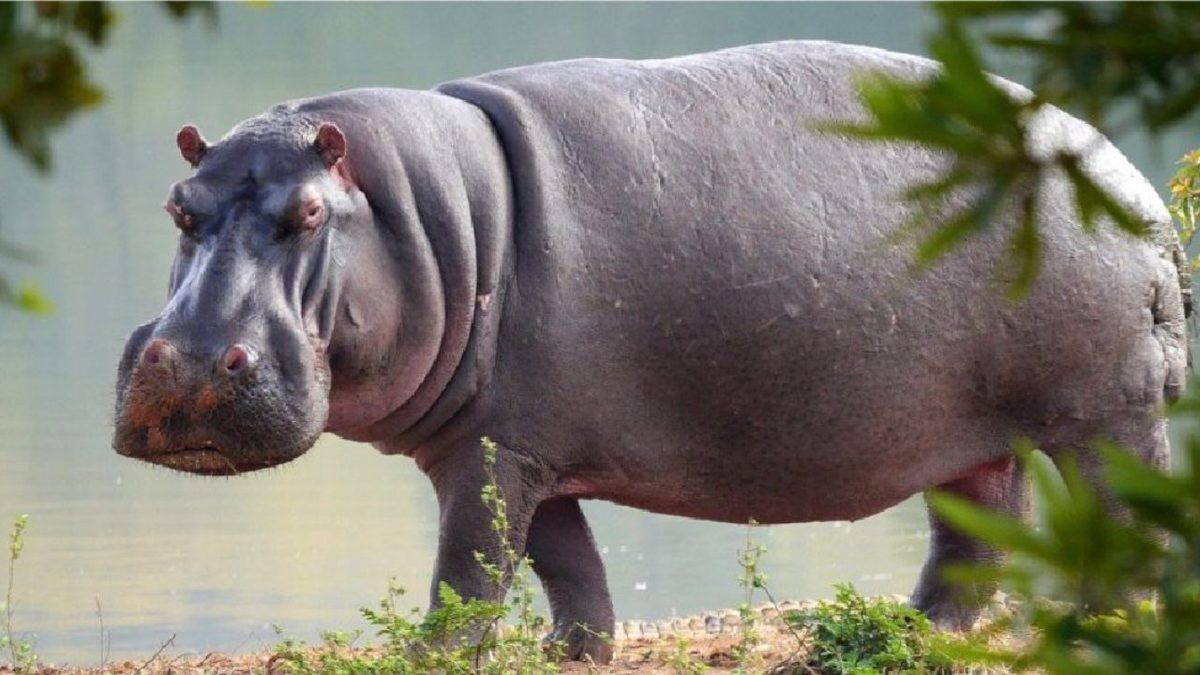 Şimdilerde Yaklaşmaya Tırstığımız Ancak Antik Çağlarda İnsanların Evlerinde Beslediği Hayvanlar: Listede Timsah Bile Var!