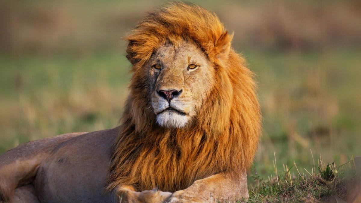 Şimdilerde Yaklaşmaya Tırstığımız Ancak Antik Çağlarda İnsanların Evlerinde Beslediği Hayvanlar: Listede Timsah Bile Var!