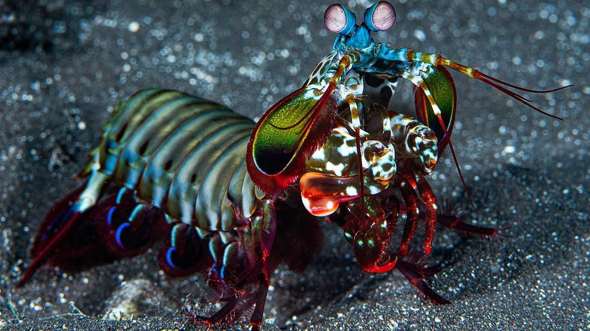 Dünyanın En Güçlü Yumruğuna Sahip Hayvan Hangisi? Devasa Bir Hayvan Düşünüyorsanız Çok Yanılacaksınız!