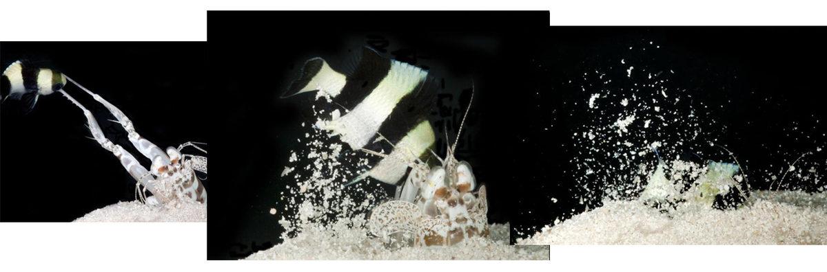 Dünyanın En Güçlü Yumruğuna Sahip Hayvan Hangisi? Devasa Bir Hayvan Düşünüyorsanız Çok Yanılacaksınız!