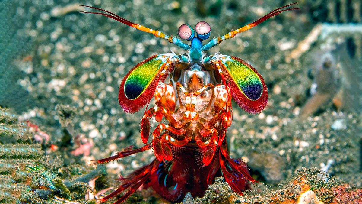 Dünyanın En Güçlü Yumruğuna Sahip Hayvan Hangisi? Devasa Bir Hayvan Düşünüyorsanız Çok Yanılacaksınız!