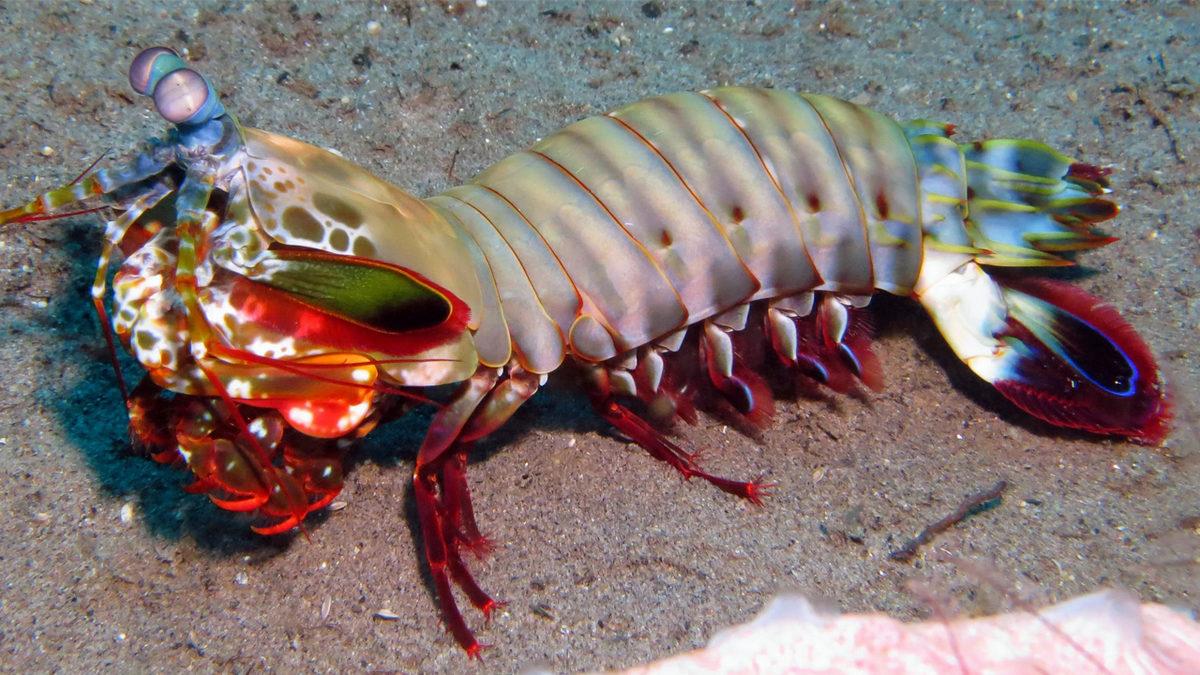 Dünyanın En Güçlü Yumruğuna Sahip Hayvan Hangisi? Devasa Bir Hayvan Düşünüyorsanız Çok Yanılacaksınız!