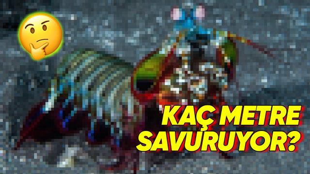 Dünyanın En Güçlü Yumruğuna Sahip Hayvan Hangisi? Devasa Bir Hayvan Düşünüyorsanız Çok Yanılacaksınız!