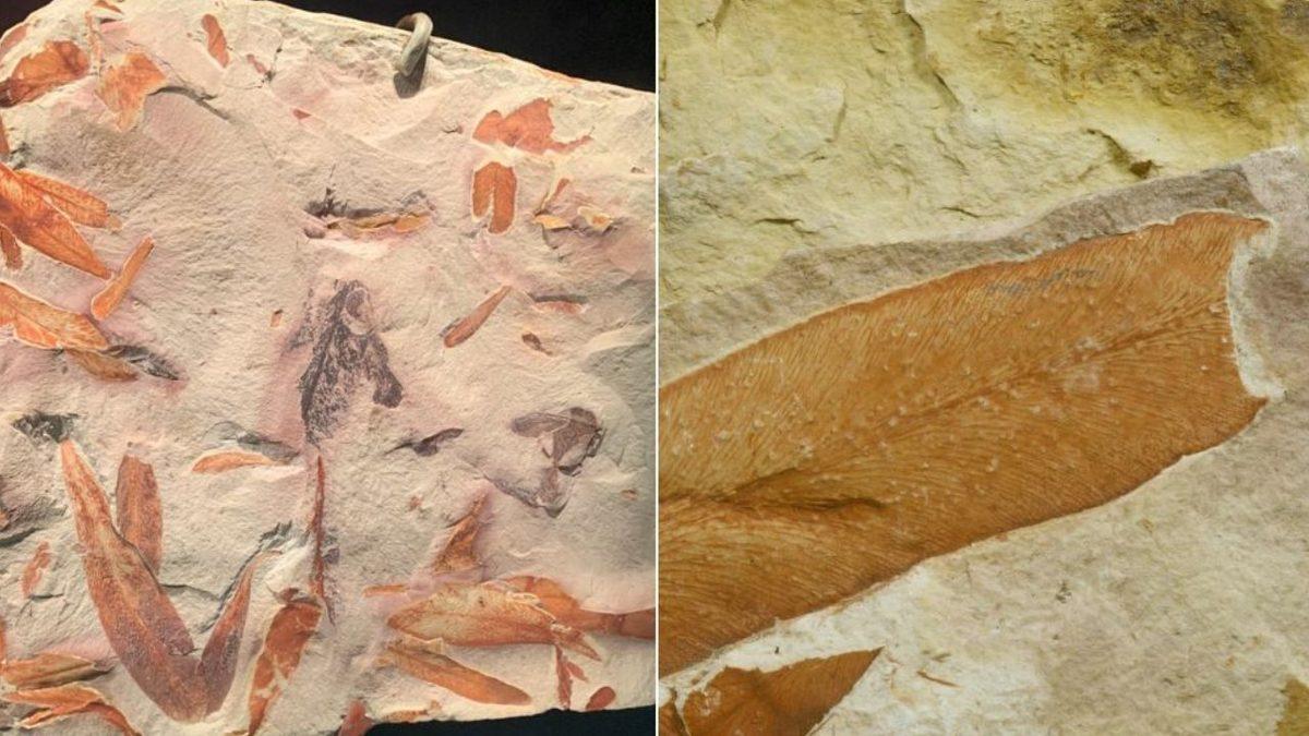 Deniz Canavarlarından Yer Altı Nehirlerine: Bilim İnsanlarını Şaşkına Çeviren Antarktika’daki 10 Sıra Dışı Keşif