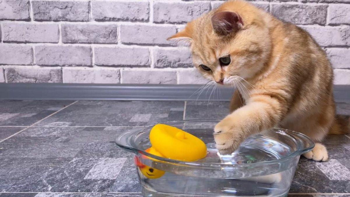 Kedilerin, Su Kaplarının İçine Çeşitli Nesneler Atmasının Sizi Epey Güldürecek Sebebi