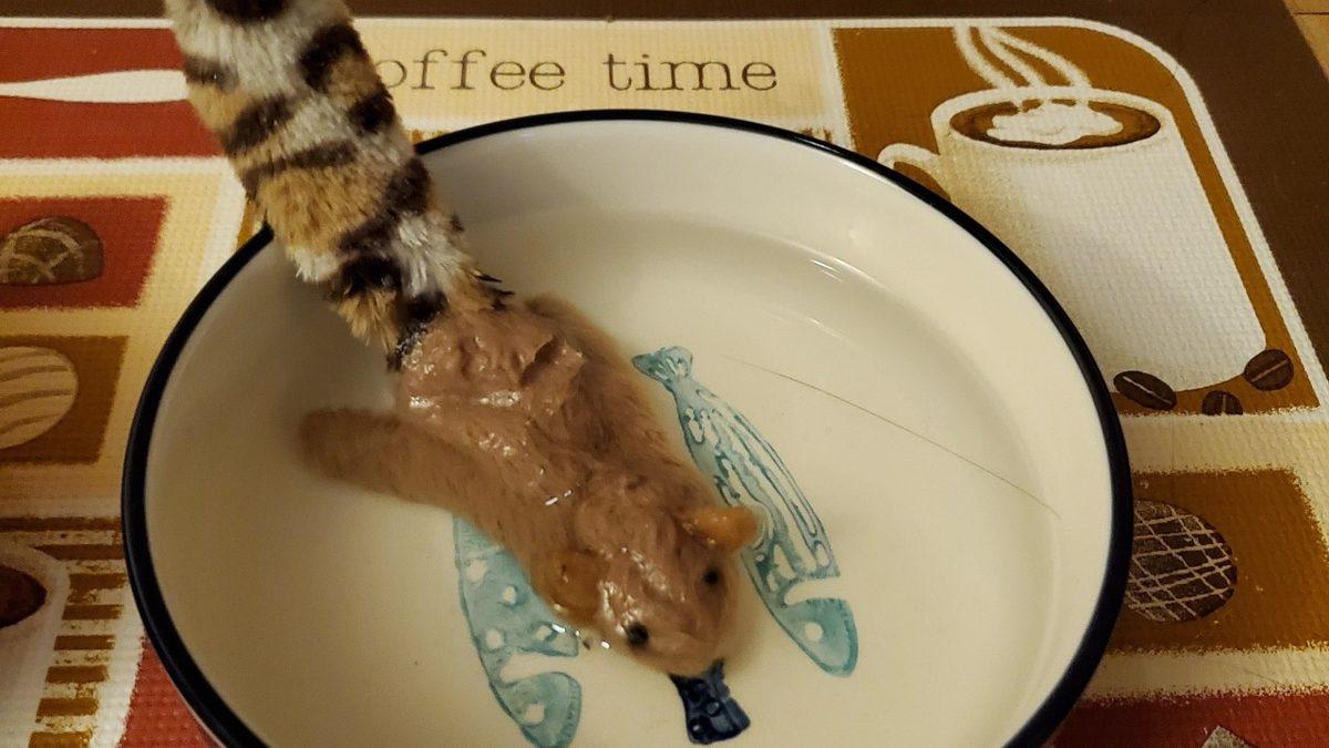 Kedilerin, Su Kaplarının İçine Çeşitli Nesneler Atmasının Sizi Epey Güldürecek Sebebi