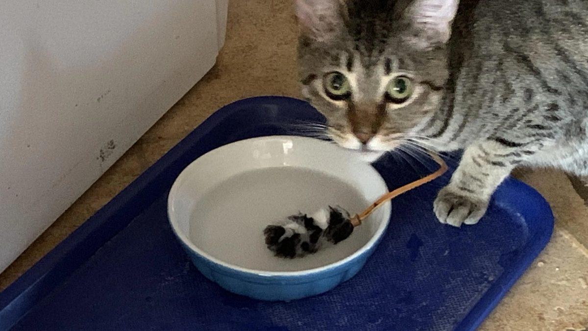 Kedilerin, Su Kaplarının İçine Çeşitli Nesneler Atmasının Sizi Epey Güldürecek Sebebi