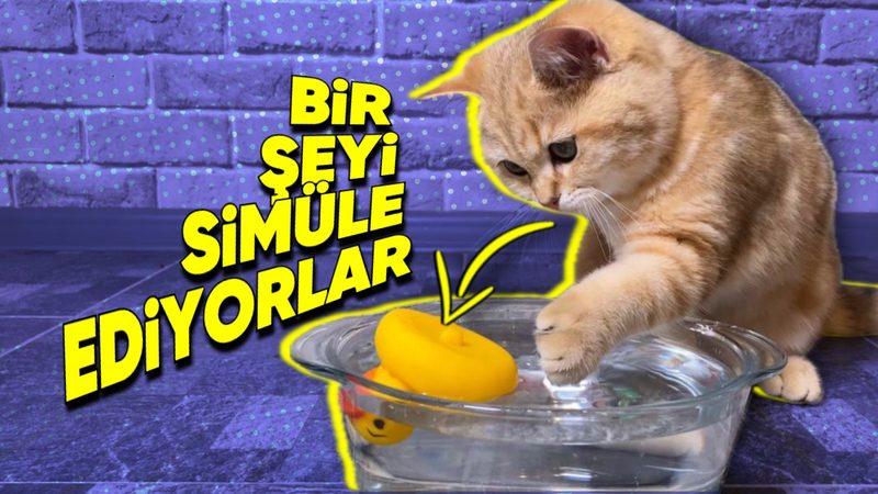 Kedilerin, Su Kaplarının İçine Çeşitli Nesneler Atmasının Sizi Epey Güldürecek Sebebi