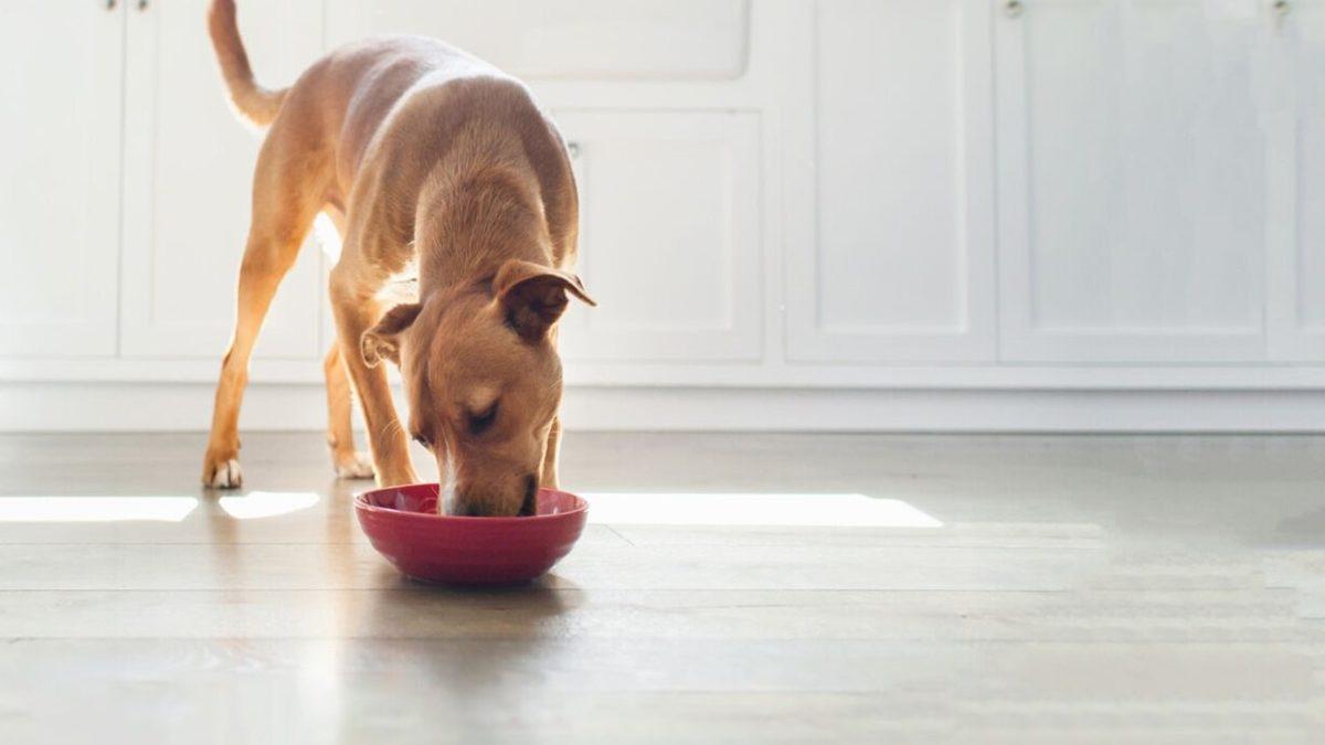 Mutluluk Kaynağımız Olan Köpekleri, Biz Nasıl Mutlu Edebiliriz? İşte Basit Öneriler!
