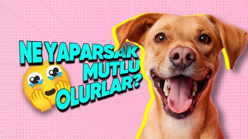Mutluluk Kaynağımız Olan Köpekleri, Biz Nasıl Mutlu Edebiliriz? İşte Basit Öneriler!