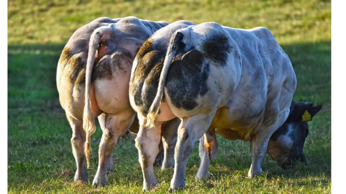 Bazı Hayvanlar Neden Vücut Geliştiricisi Gibi Devasa Kaslara Sahip? Üstelik Böyle Doğuyorlar!