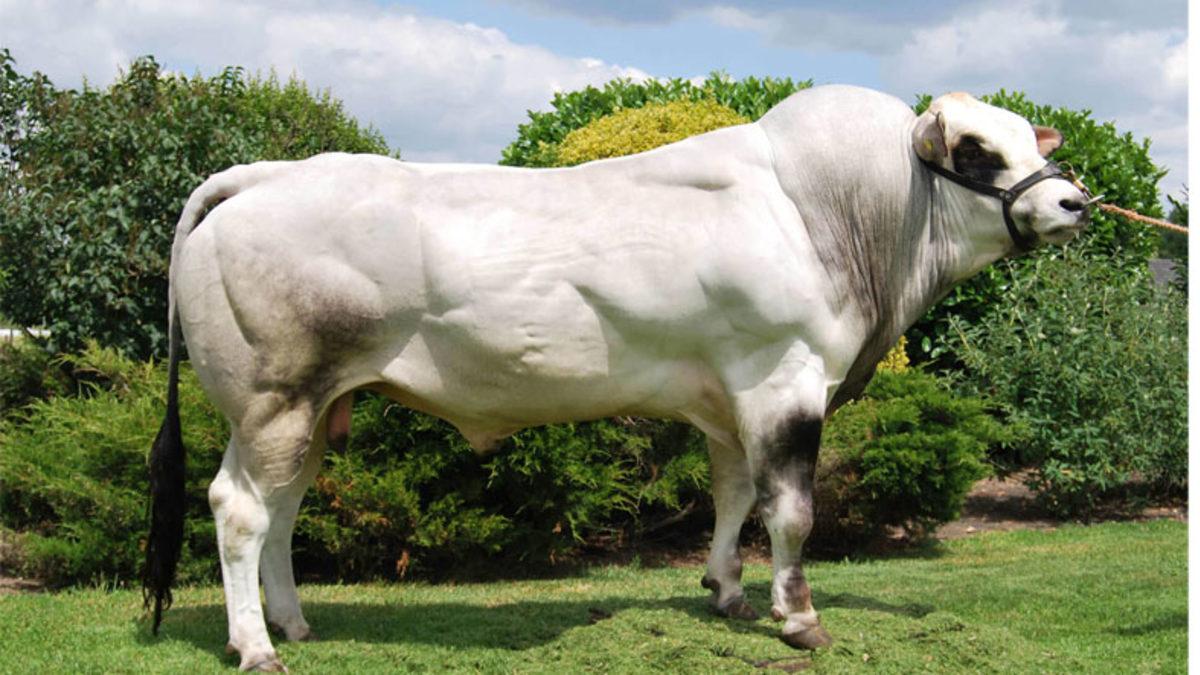 Bazı Hayvanlar Neden Vücut Geliştiricisi Gibi Devasa Kaslara Sahip? Üstelik Böyle Doğuyorlar!