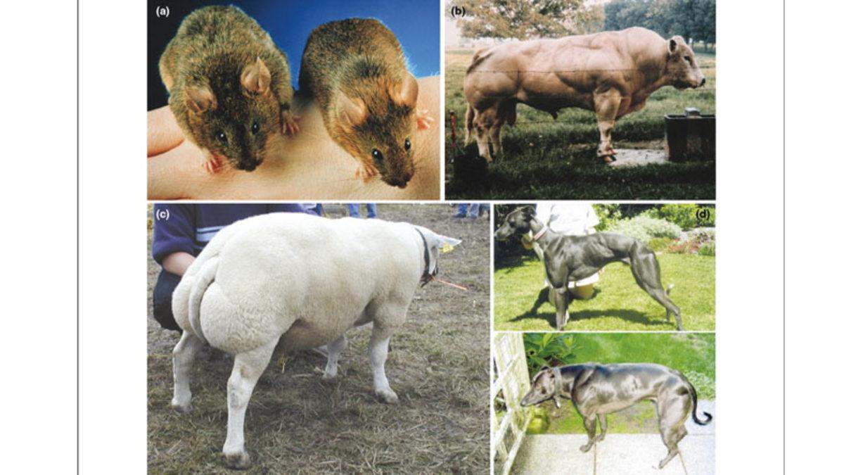 Bazı Hayvanlar Neden Vücut Geliştiricisi Gibi Devasa Kaslara Sahip? Üstelik Böyle Doğuyorlar!