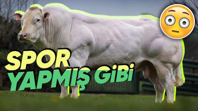 Bazı Hayvanlar Neden Vücut Geliştiricisi Gibi Devasa Kaslara Sahip? Üstelik Böyle Doğuyorlar!