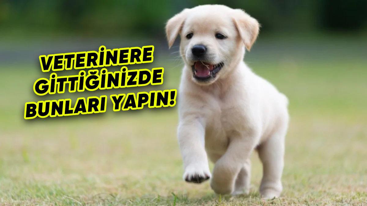 Köpeklerin, Sahiplerinin ve Bulundukları Yerdeki Stres Seviyesinden Etkilendikleri Tespit Edildi