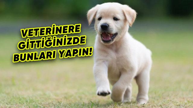 Köpeklerin, Sahiplerinin ve Bulundukları Yerdeki Stres Seviyesinden Etkilendikleri Tespit Edildi