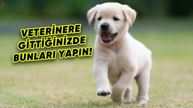 Köpeklerin, Sahiplerinin ve Bulundukları Yerdeki Stres Seviyesinden Etkilendikleri Tespit Edildi