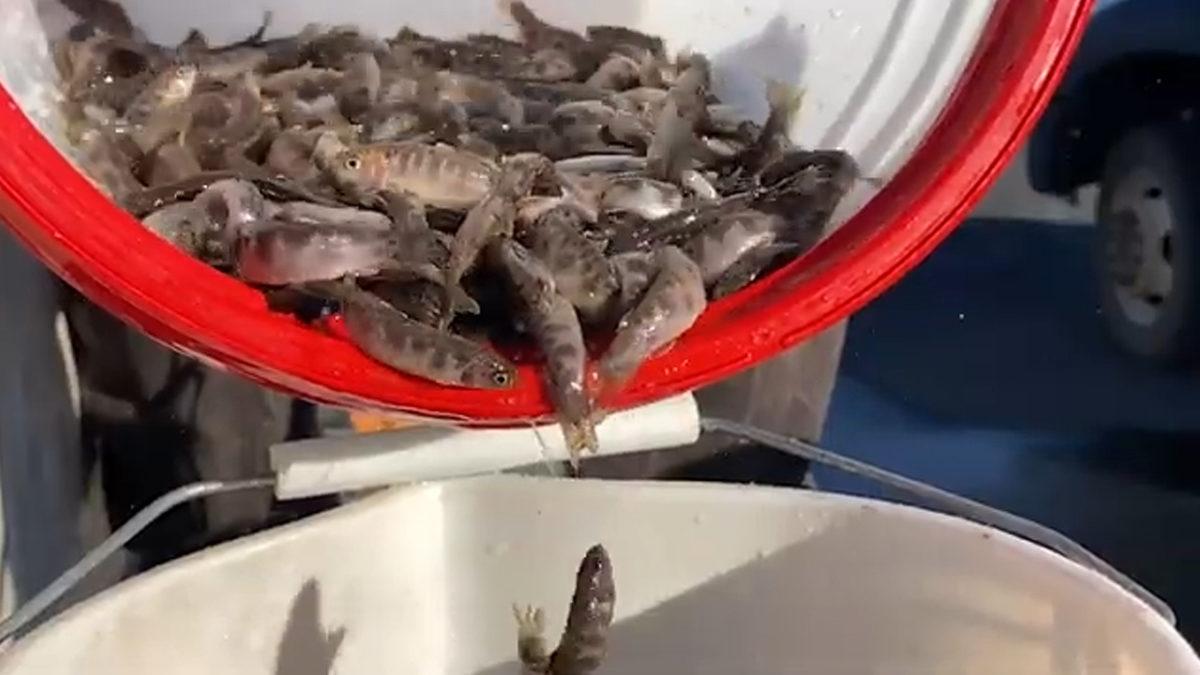 Amerika’da Her Yıl Binlerce Balığın Uçakla Göllere Bırakılmasının 