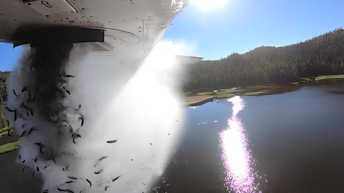 Amerika’da Her Yıl Binlerce Balığın Uçakla Göllere Bırakılmasının 