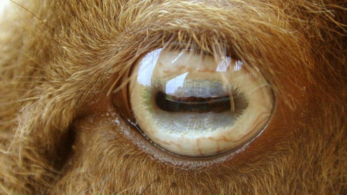 Koyunların Dikdörtgen Göz Bebeklerine Sahip Olmasının Tuhaf ve Bir O Kadar Mantıklı Sebepleri