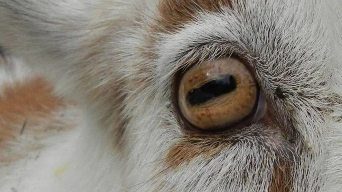 Koyunların Dikdörtgen Göz Bebeklerine Sahip Olmasının Tuhaf ve Bir O Kadar Mantıklı Sebepleri