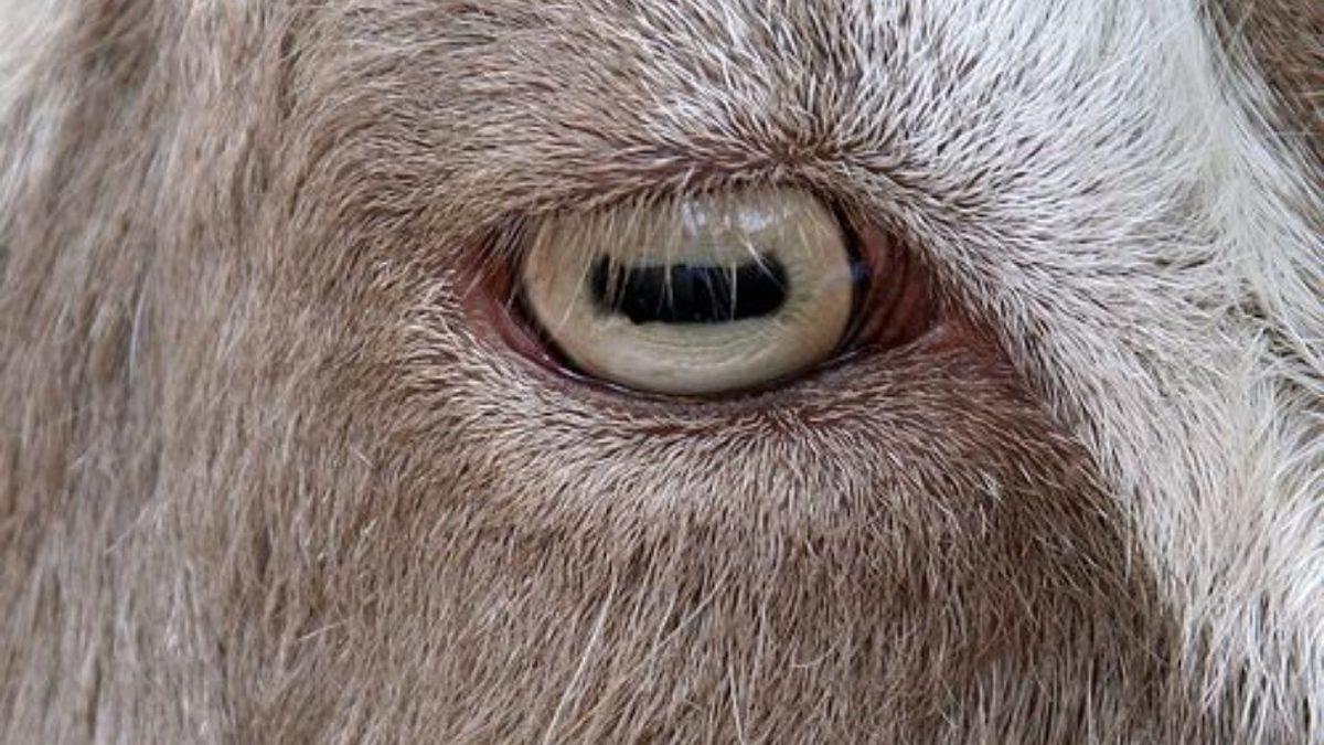 Koyunların Dikdörtgen Göz Bebeklerine Sahip Olmasının Tuhaf ve Bir O Kadar Mantıklı Sebepleri