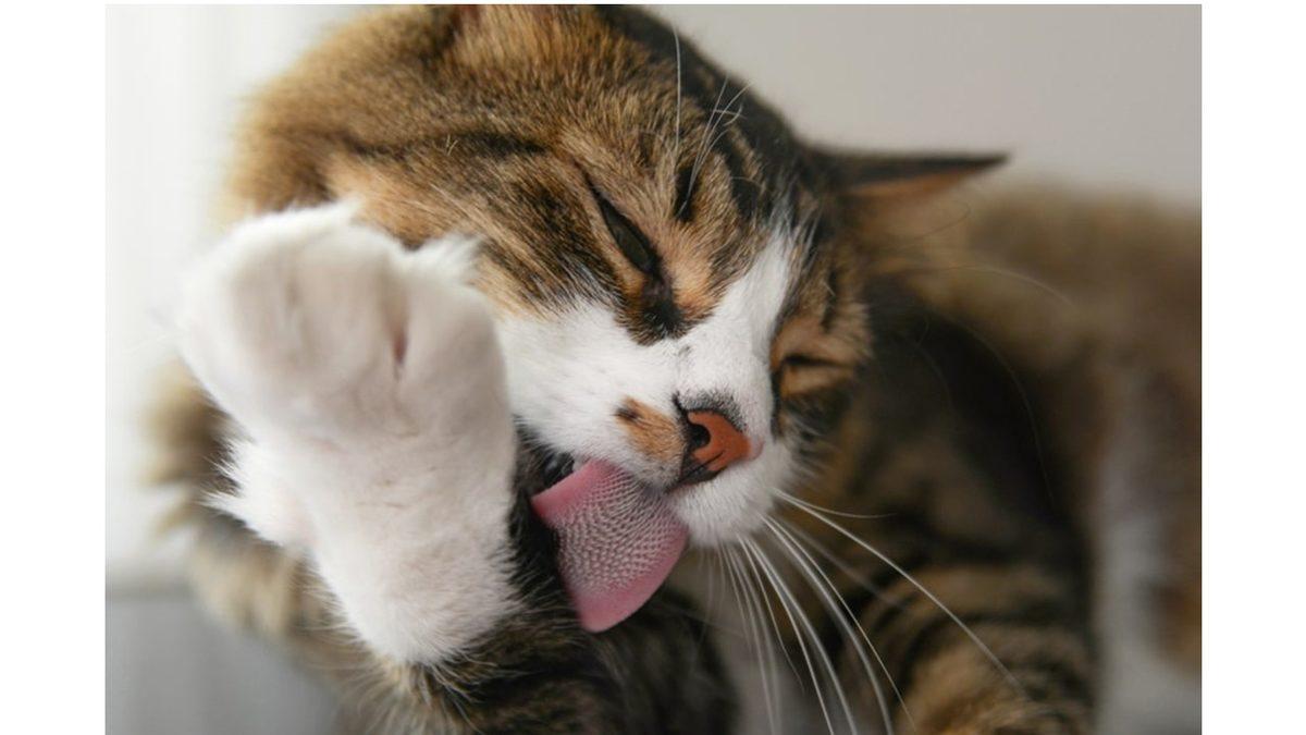 Kedileri Neden Asla Yıkamamalısınız? İyilik Yaptığınızı Zannederken Kötülük Ediyor Olabilirsiniz!