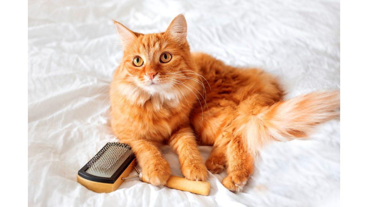 Kedileri Neden Asla Yıkamamalısınız? İyilik Yaptığınızı Zannederken Kötülük Ediyor Olabilirsiniz!