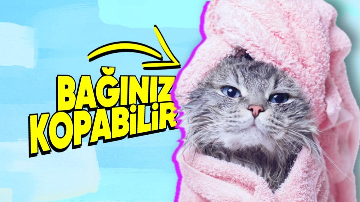 Kedileri Neden Asla Yıkamamalısınız? İyilik Yaptığınızı Zannederken Kötülük Ediyor Olabilirsiniz!
