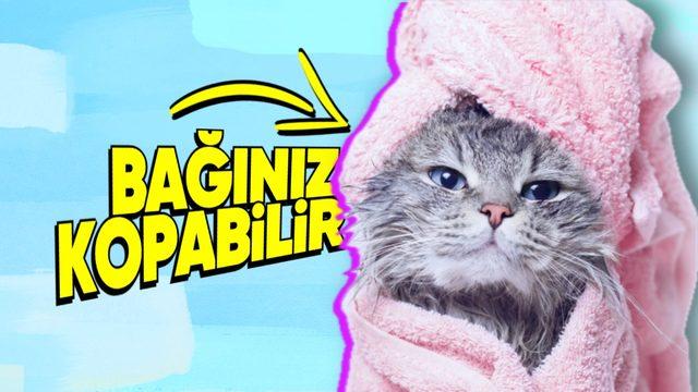 Kedileri Neden Asla Yıkamamalısınız? İyilik Yaptığınızı Zannederken Kötülük Ediyor Olabilirsiniz!