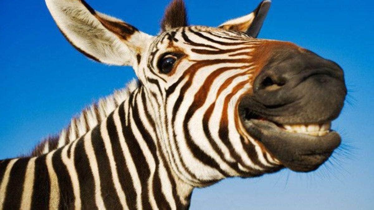 Dişlerini Bir Kez Bile Fırçalamayan Hayvanlar Nasıl Oluyor da Çürüklerle Karşı Karşıya Kalmıyor?