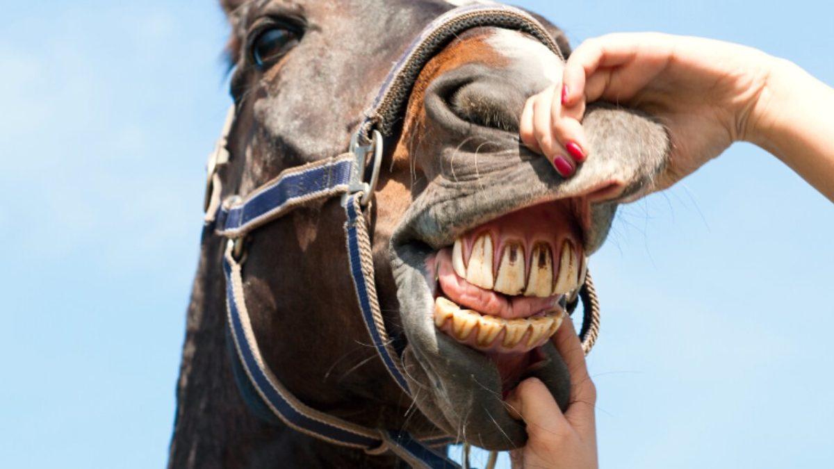 Dişlerini Bir Kez Bile Fırçalamayan Hayvanlar Nasıl Oluyor da Çürüklerle Karşı Karşıya Kalmıyor?